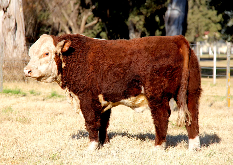 Lote TORO PURO DE PEDIGREE (Corral 19)