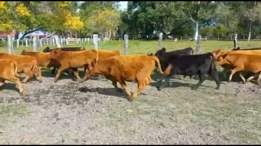 Lote 64 Terneros en Curuzú-Cuatiá, Corrientes