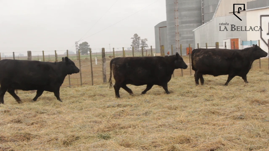 Lote VACAS PURAS DE PEDIGREE