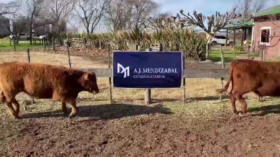 Lote 65 TERN. MACHOS, DAIREAUX, BS. AS.