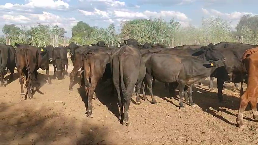Lote 30 Vacas de invernar en Capital, Santiago del Estero