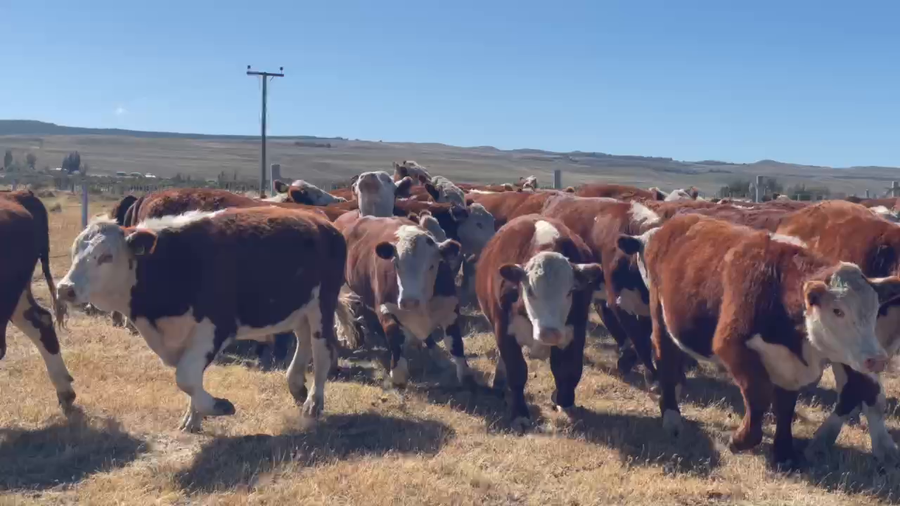 Lote 40 Novillo Gordo en XI Región Aysén, Coyhaique