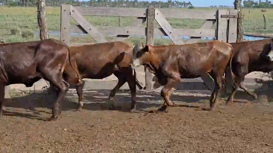 Lote 105 Vaquillonas