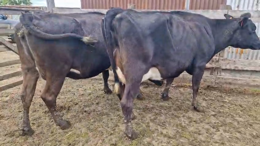 Lote 2 Vaca a remate en Pantalla Camy, San José