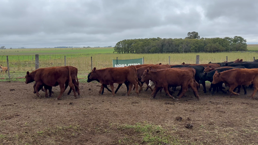 Lote 50 Terneras en Rivera