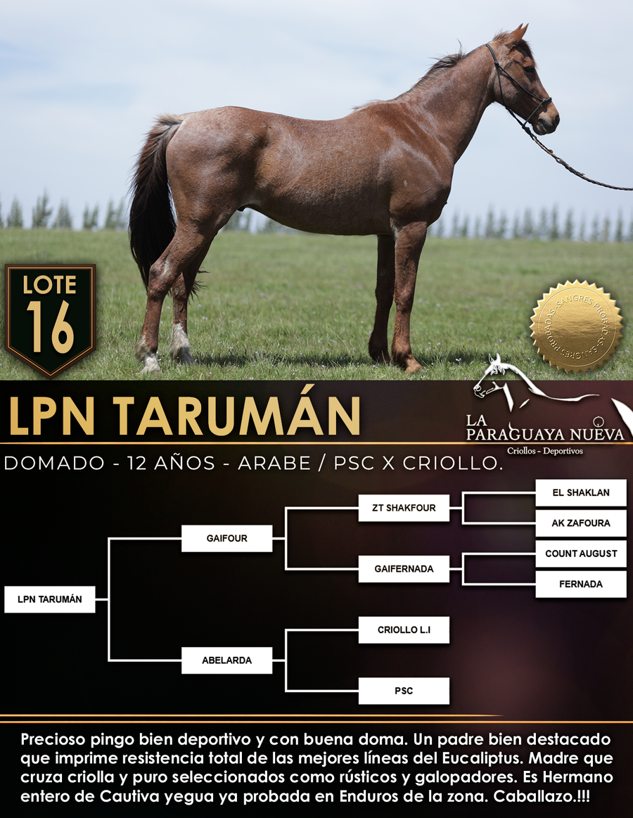 Lote LPN TARUMÁN