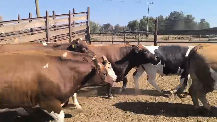 Lote 20 Novillo Gordo en Los Ángeles, VIII Región Biobío