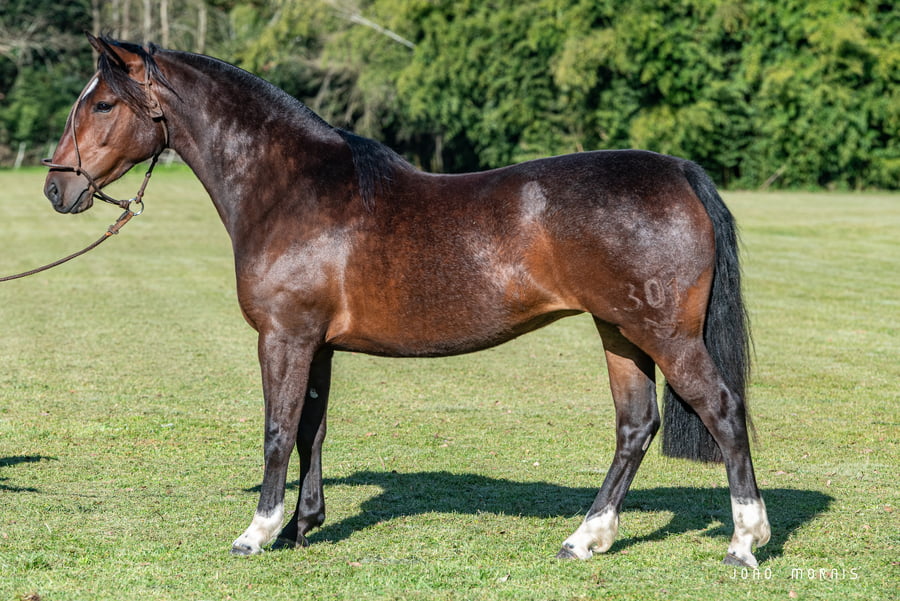 Lote Afianzado Muletilla