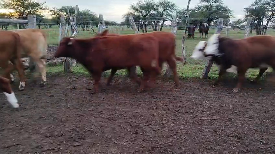 Lote 60 Terneras en Corrientes, Curuzu Cuatia