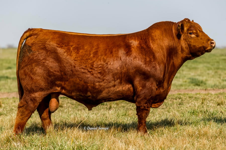 Lote TORO COLORADO PP