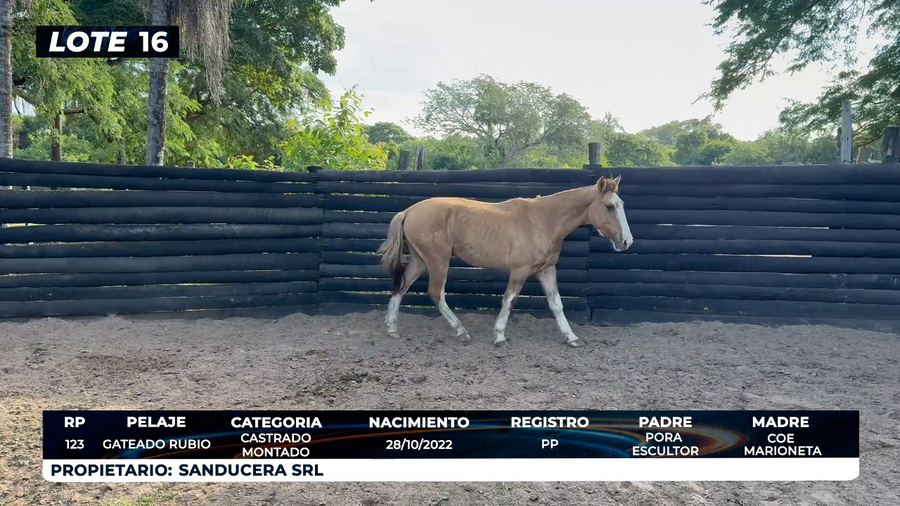 Lote LOTE 16