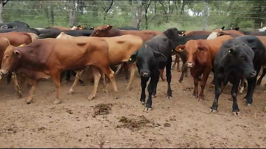 Lote 58 Novillitos y vaquillonas en Quimilí, Santiago del Estero