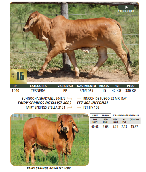 Lote LOTE 16