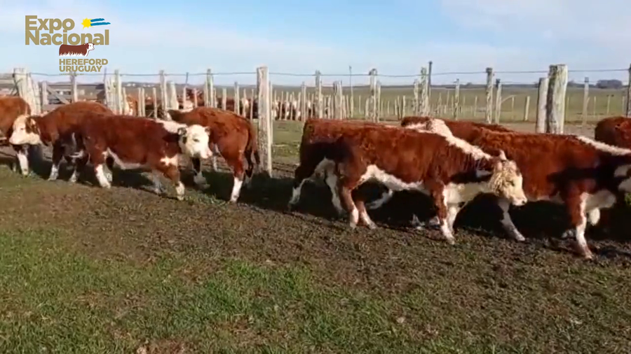 Lote 46 Terneras 30 Hereford 3 Her x Senepol,  13 Her x Her x Senepo a remate en Expo Nacional 2022 170kg - , Tacuarembó