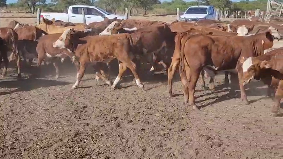 Lote 120 Terneros/as en Villaguay, Entre Ríos