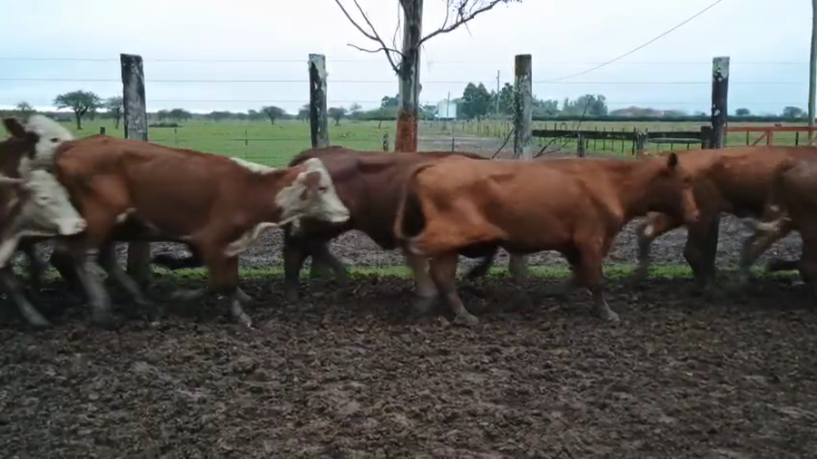 Lote 36 Vacas de invernar