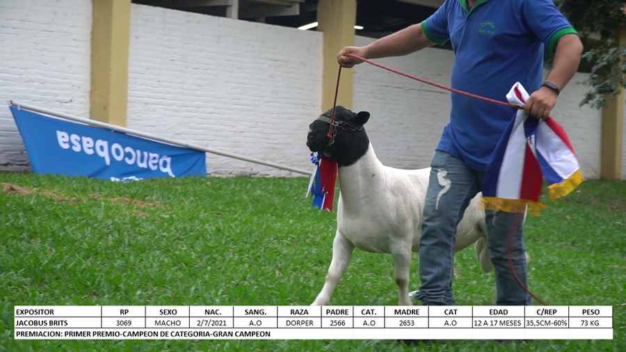 Lote Dorper Expo Internacional 2022 - Lote 51