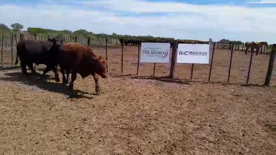 Lote 35 Novillo Exportacion UE HILTON