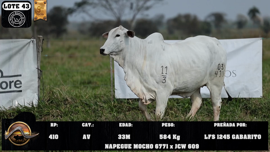Lote LOTE 43