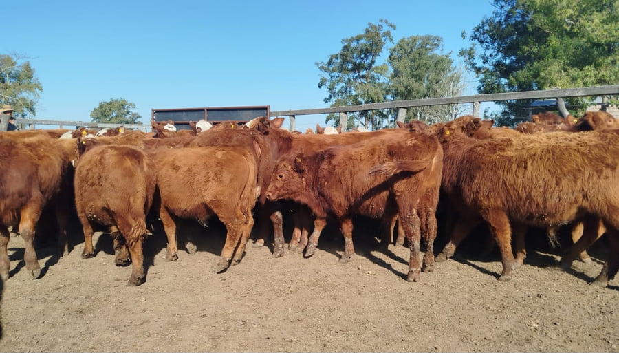 Lote 70 Terneros/as en Corrientes, Curuzu Cuatia