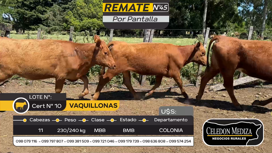 Lote 11 Vaquillonas  en Otra Localidad, Colonia
