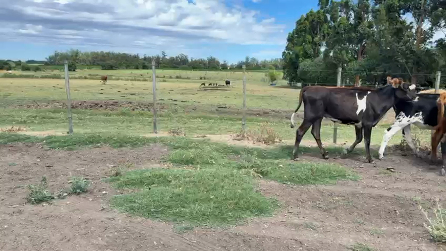 Lote NOVILLOS Y VAQUILLONAS 1a2 AÑOS