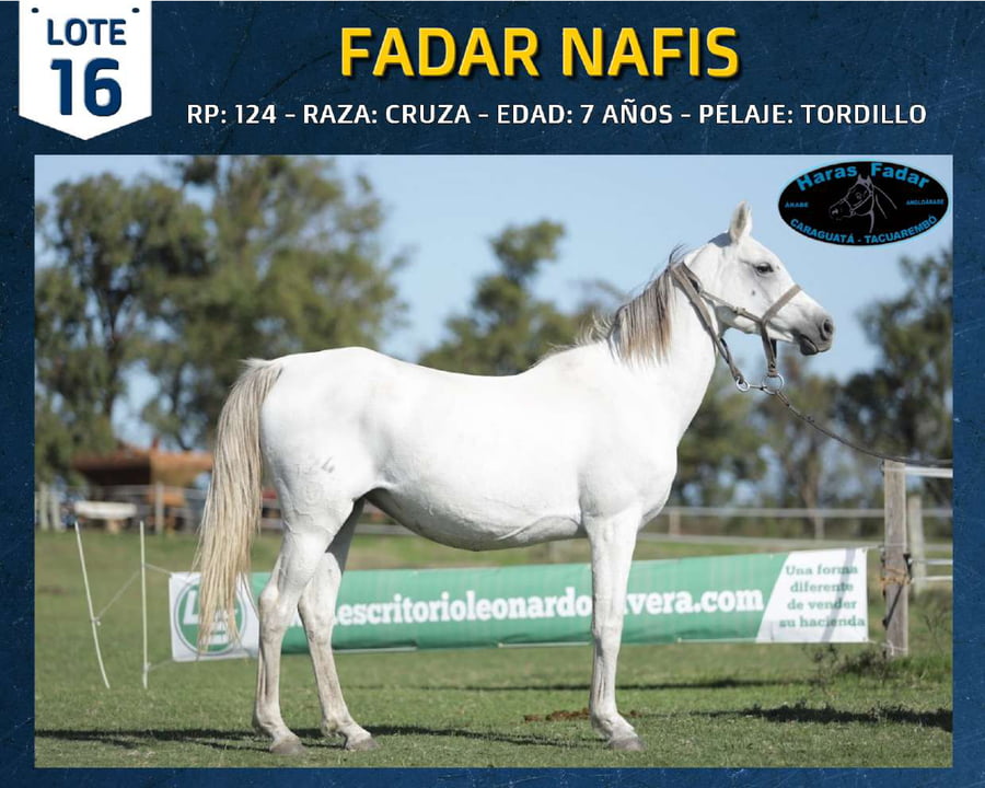 Lote FADAR NAFIS