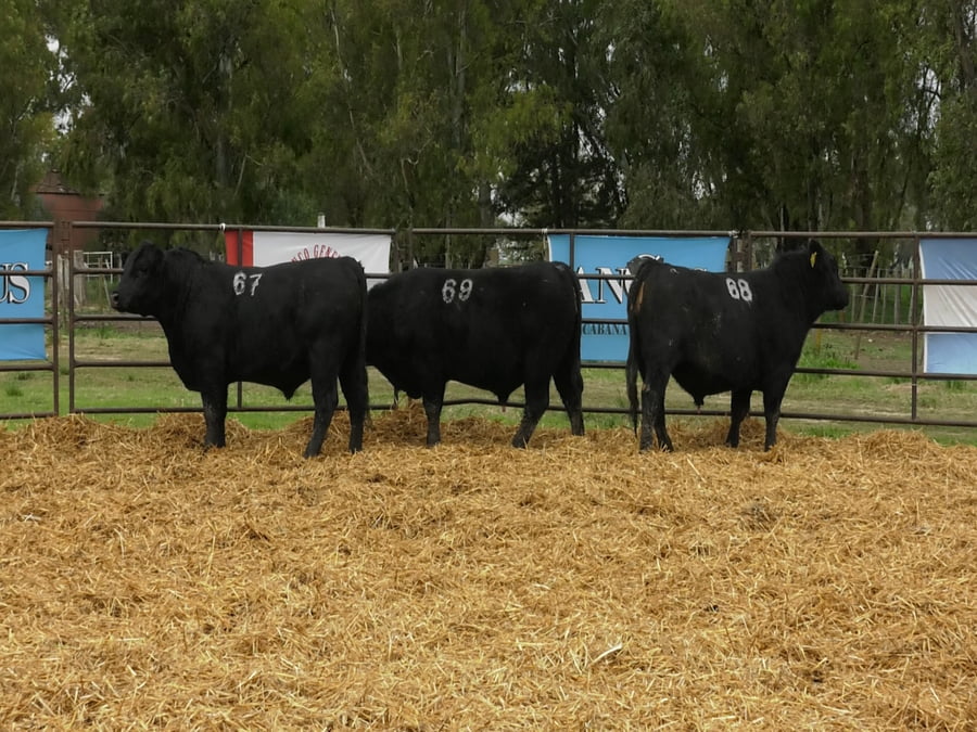 Lote TOROS ANGUS NEGROS PC