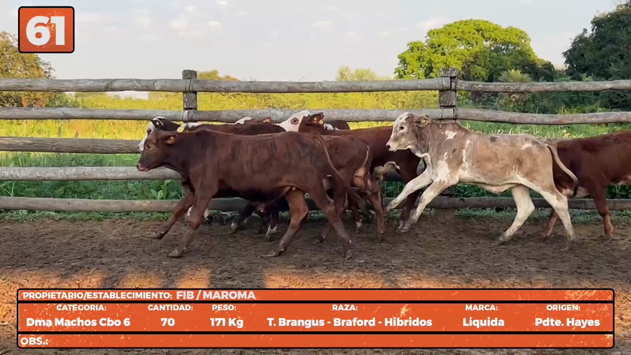 Lote LOTE 61