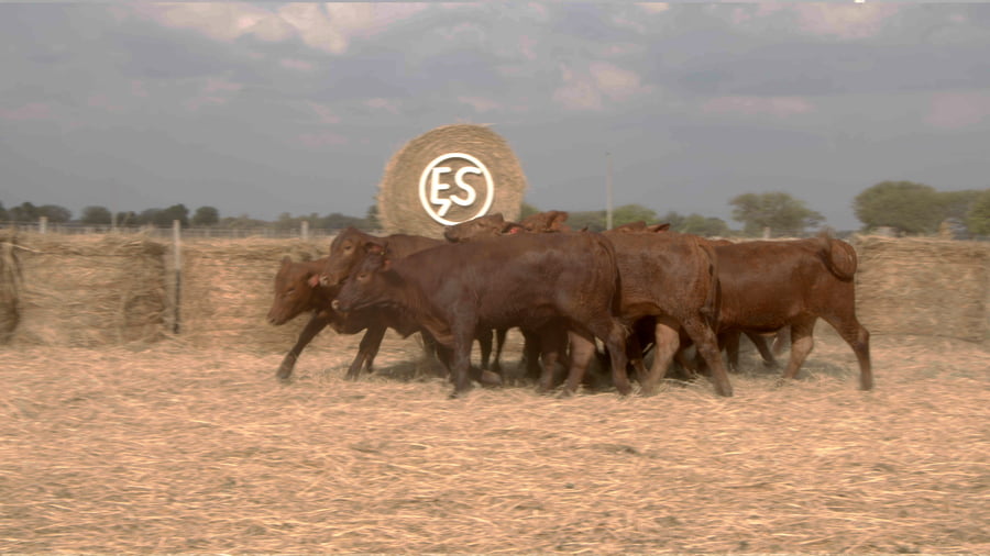 Lote Vaquillas CBO. 1 PREÑADAS
