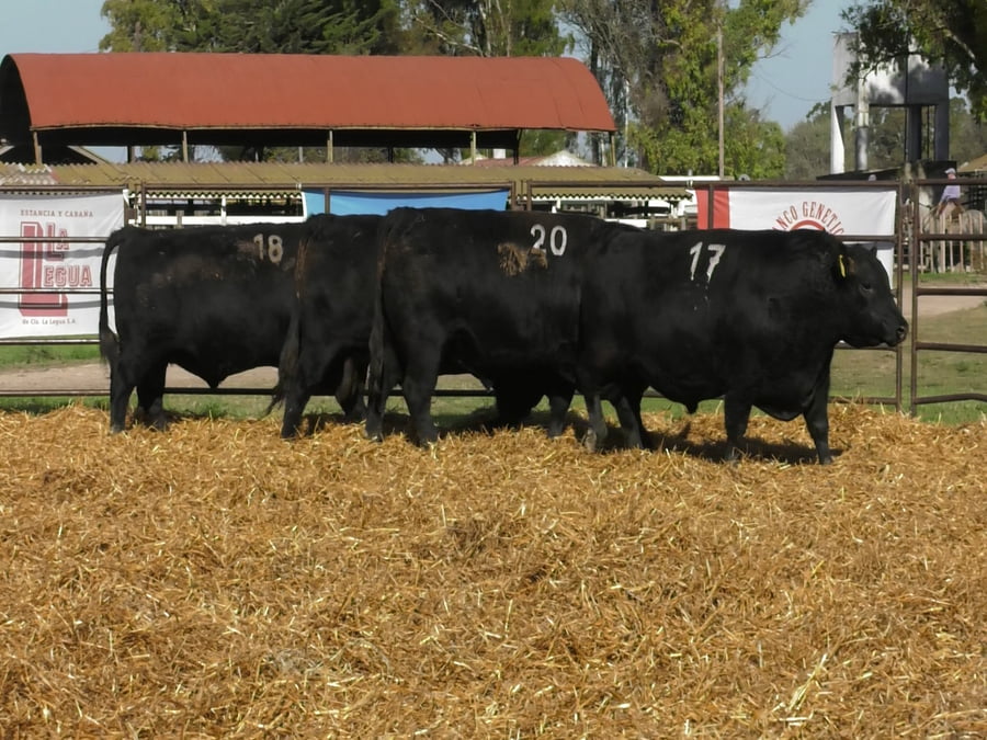 Lote TOROS ANGUS NEGROS PC