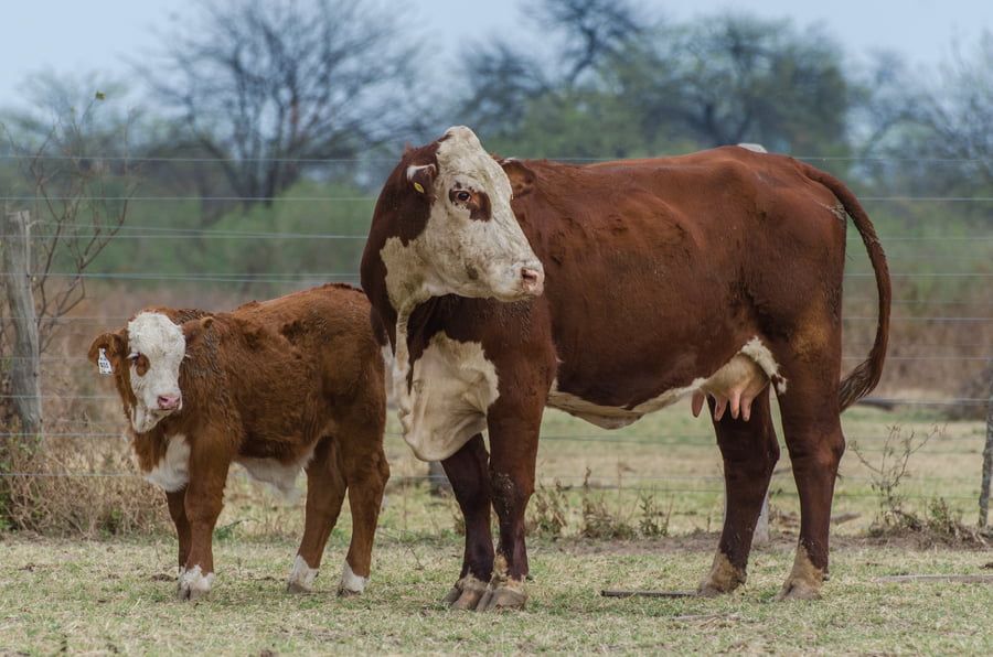 Lote Corral 53 - CABAÑA MILENA