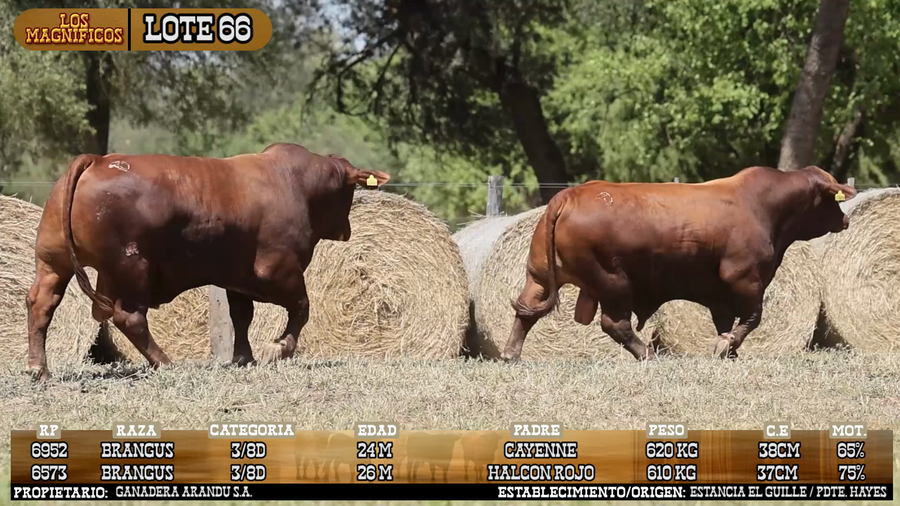 Lote LOTE 66 - VIVO