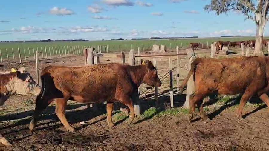 Lote 16 Vacas p/ invernar en Darregueira