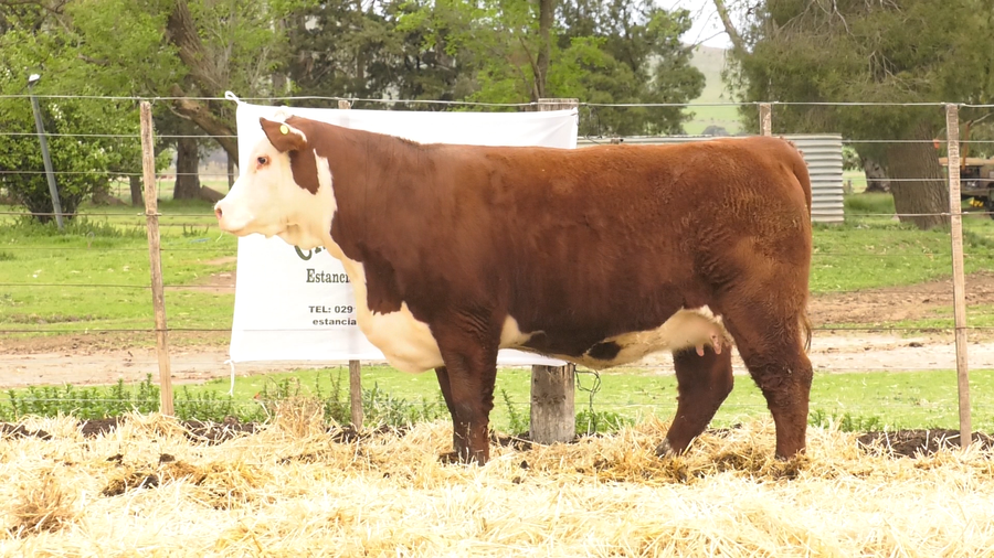 Lote HEMBRAS HEREFORD PURAS DE PEDIGREE