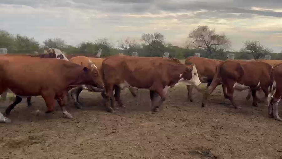Lote 200 Vacas p/ invernar