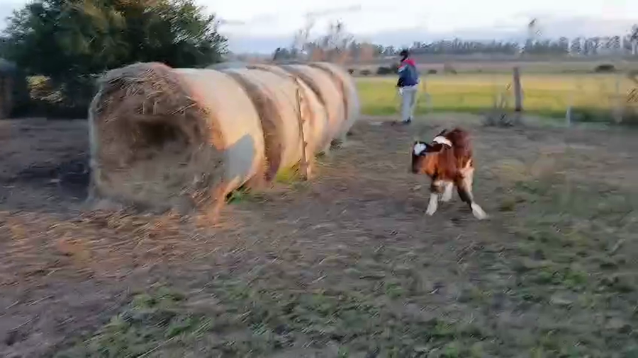 Lote 9 Terneros a remate en Pantalla Camy, San José