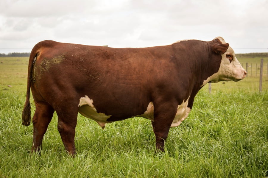 Lote POLLED HEREFORD