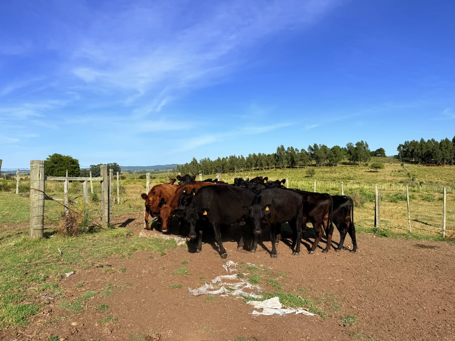 Lote Vacas Preñadas