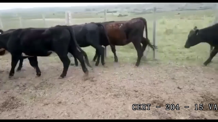 Lote VAQUILLONAS DE 1 A 2 AÑOS