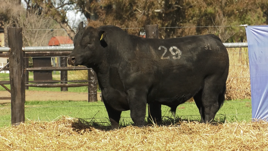 Lote TOROS ANGUS PURO CONTROLADO