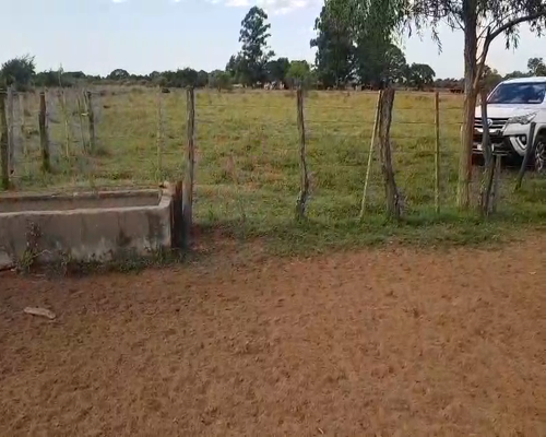 Lote 80 Terneros/as en Goya, Corrientes