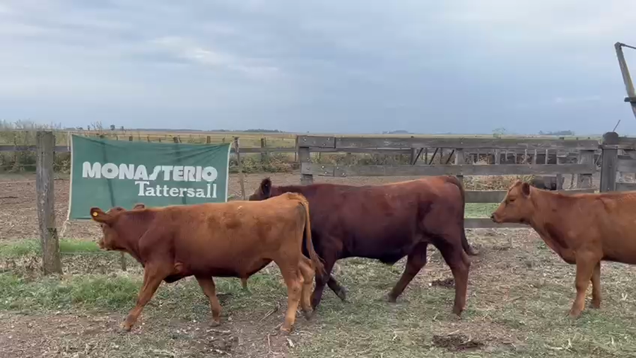 Lote 47 Terneros/as en Pehuajó
