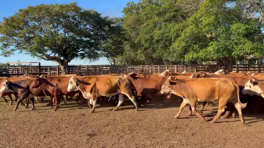 Lote 48 Vaquillonas C/ gtia de preñez en Corrientes, Ituzaingó