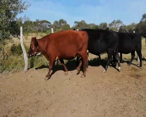 Lote 27 Vacas de invernar en Federal, Entre Ríos