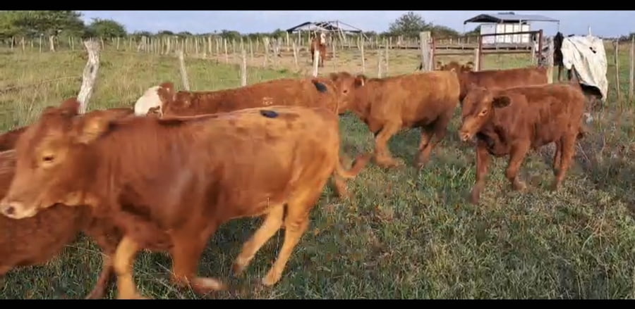 Lote 22 Terneros/as en Corrientes, Curuzu Cuatia