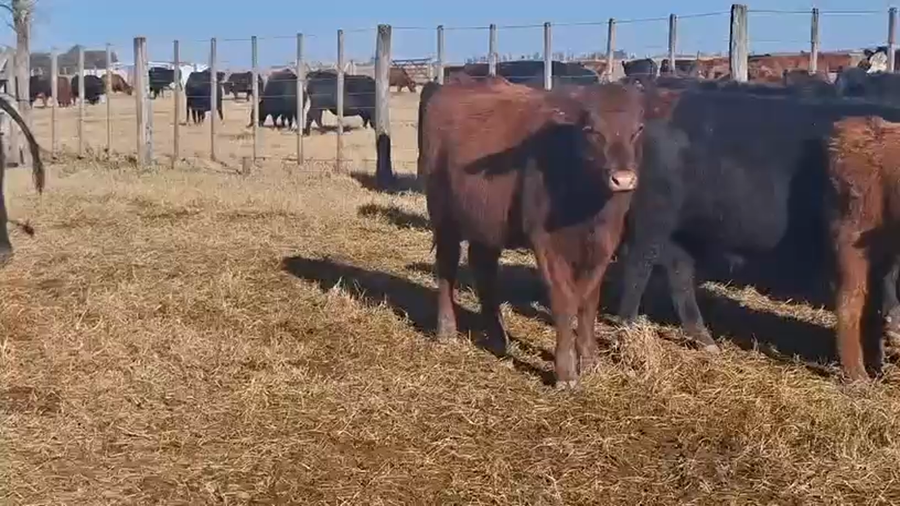 Lote 100 Terneros/as en Etruria, Córdoba