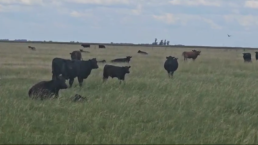 Lote 46 Vacas nuevas C/Cria Laprida