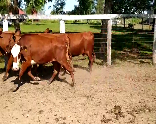 Lote 81 Vacas de invernar en Pdcia. de La Plaza, Chaco