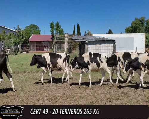 Lote (Vendido)20 Terneros HO a remate en 12° Remate por Pantalla 265kg -  en  RUTA 32 Y 69, CANELON CHICO